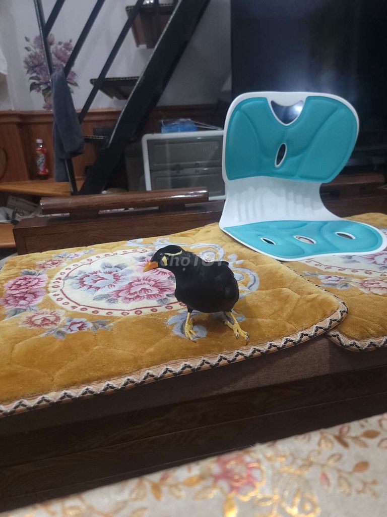 khuyen nói roi. Mua bán Chim tại Quận Long Biên Hà Nội được đăng bởi Nguyễn Quốc Hưng hình 1