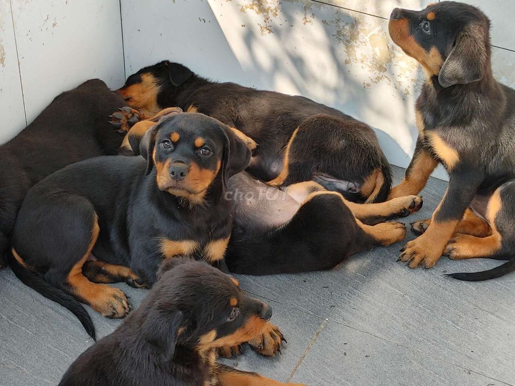 Chó Rottweiler BP. Mua bán Chó tại Thành phố Đồng Xoài Bình Phước được đăng bởi Nhân Rottweiler  hình 1
