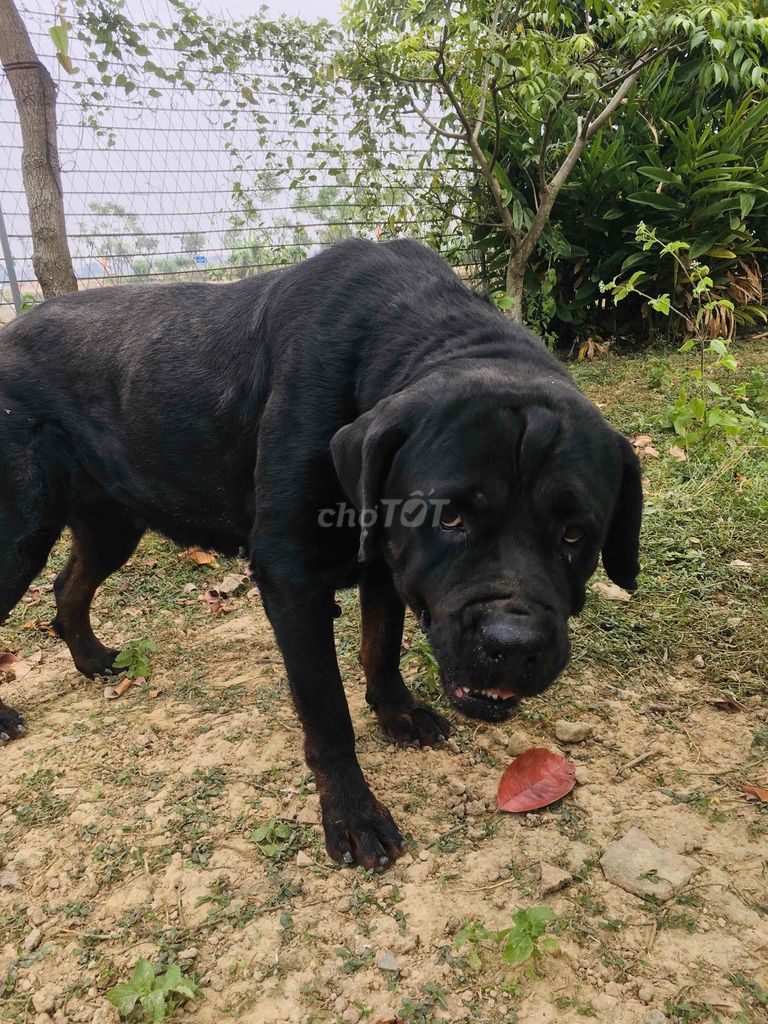 Cần tìm chủ mới. Mua bán Chó tại Huyện Việt Yên Bắc Giang được đăng bởi Nguyễn Đức Giang hình 5