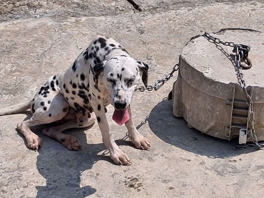 Chó Dalmatian cái đã sinh sản 1 lần. Mua bán Chó tại Thành phố Tân An Long An được đăng bởi Nhân Rottweiler  hình 1