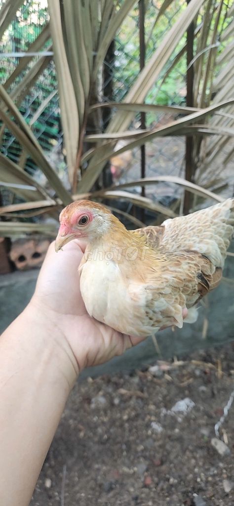 Gà cảnh Bắc tít 3 trống 2 mái. Mua bán Gà tại Quận Thanh Khê Đà Nẵng được đăng bởi Hậu hình 1