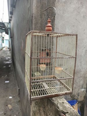 Cái lòng chim bằng tre. Mua bán Phụ kiện, Thức ăn, Dịch vụ tại Quận 6 Tp Hồ Chí Minh được đăng bởi Lý Dũng 