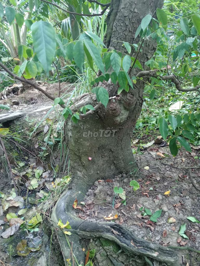 Cây cảnh Khế chua trên 35 năm. Mua bán Cây cảnh, đồ trang trí tại Huyện Tân Trụ Long An được đăng bởi Ti Bi hình 1