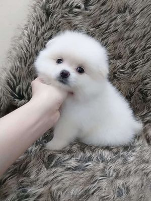 Phóc Sóc Mini nhà đẻ. Mua bán Chó tại Quận Bình Tân Tp Hồ Chí Minh được đăng bởi THIỆN NHÂN PETSHOP