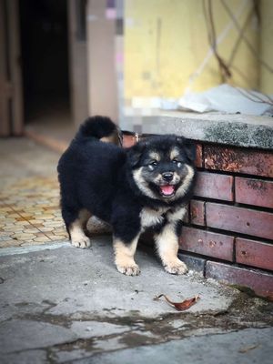 Chó Gấu Bắc Hà Đen Tứ Mục (4 Mắt) + Lưỡi Đốm