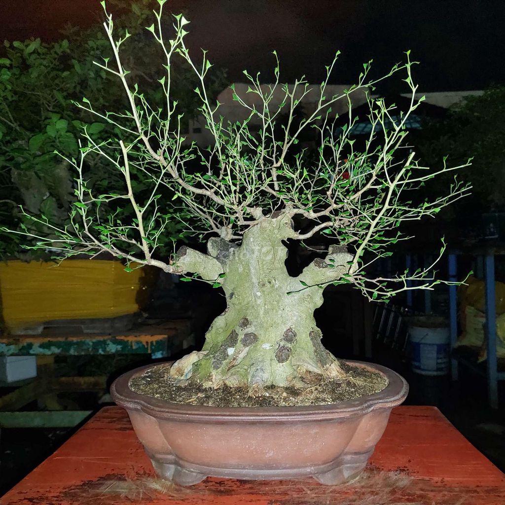 Cây sanh bonsai mini 30cm. Mua bán Cây cảnh, đồ trang trí tại Quận Hai Bà Trưng Hà Nội được đăng bởi Trần Xuân Dương hình 1