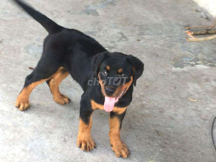 Chó Rottweiler con F1