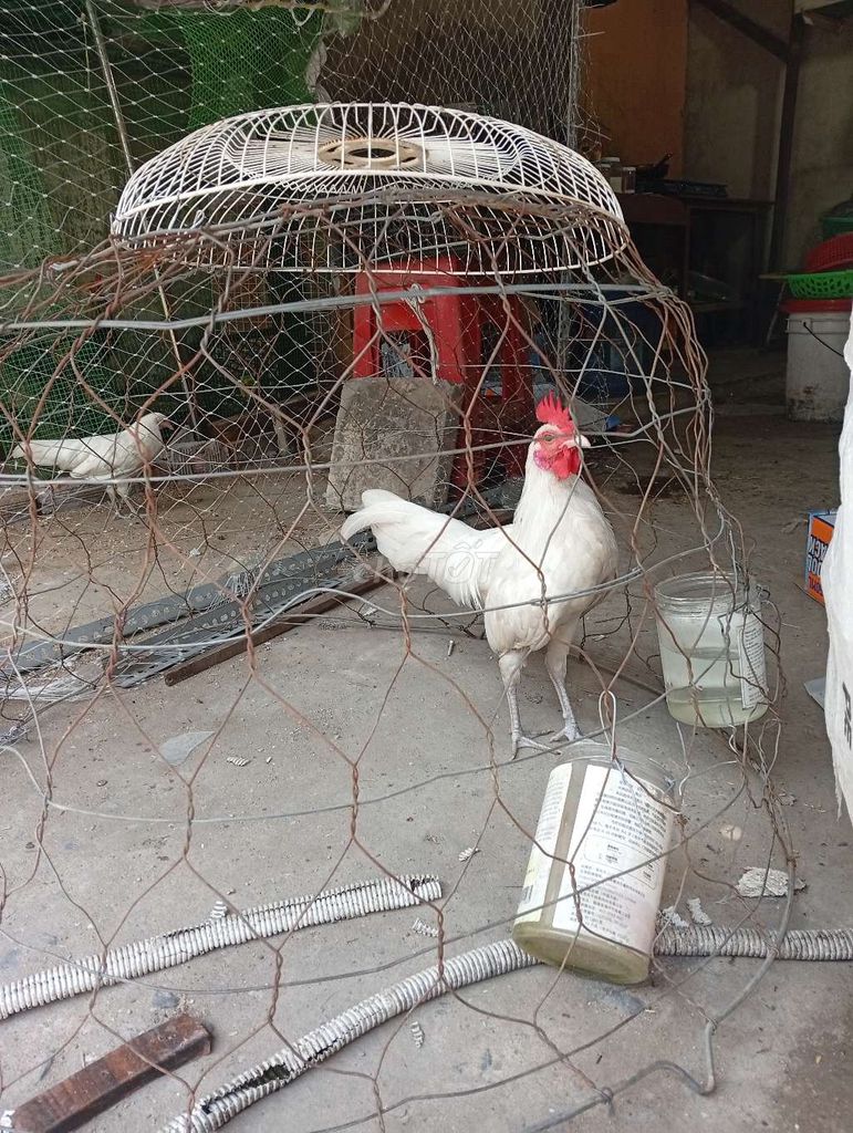 Gà tre trống Gà mới lớn màu Trắng. Mua bán Gà tại Quận Bình Tân Tp Hồ Chí Minh được đăng bởi 24 Phạm Ban Đại la Thiên hình 1