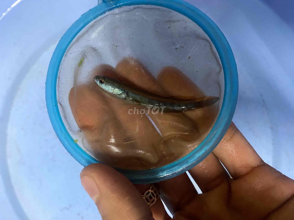Cá cảnh Đỏ U6-7. Mua bán Thú cưng khác tại Quận Phú Nhuận Tp Hồ Chí Minh được đăng bởi dien thoai nguoi dung hình 1