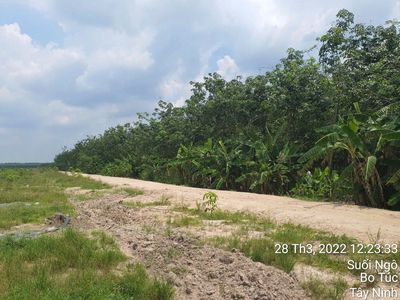 Cần bán 5 héc ta (50000m2) đất cao su đang cạo, xã Tân Hoà, Tây Ninh