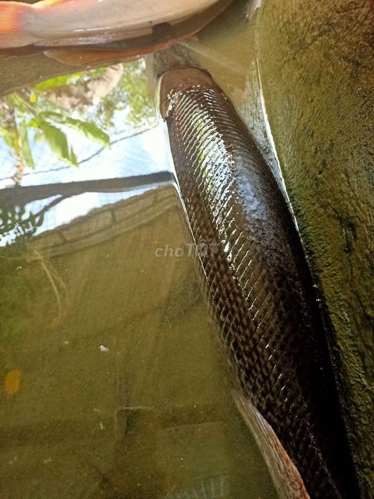 Cá cảnh Cá trê Cá sấu mỏ vịt. Mua bán Thú cưng khác tại Thành phố Vĩnh Long Vĩnh Long được đăng bởi tuấn  hình 1