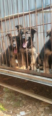 Chó Becgie Đức 2 tháng tuổi Thuần chủng Khỏe mạnh