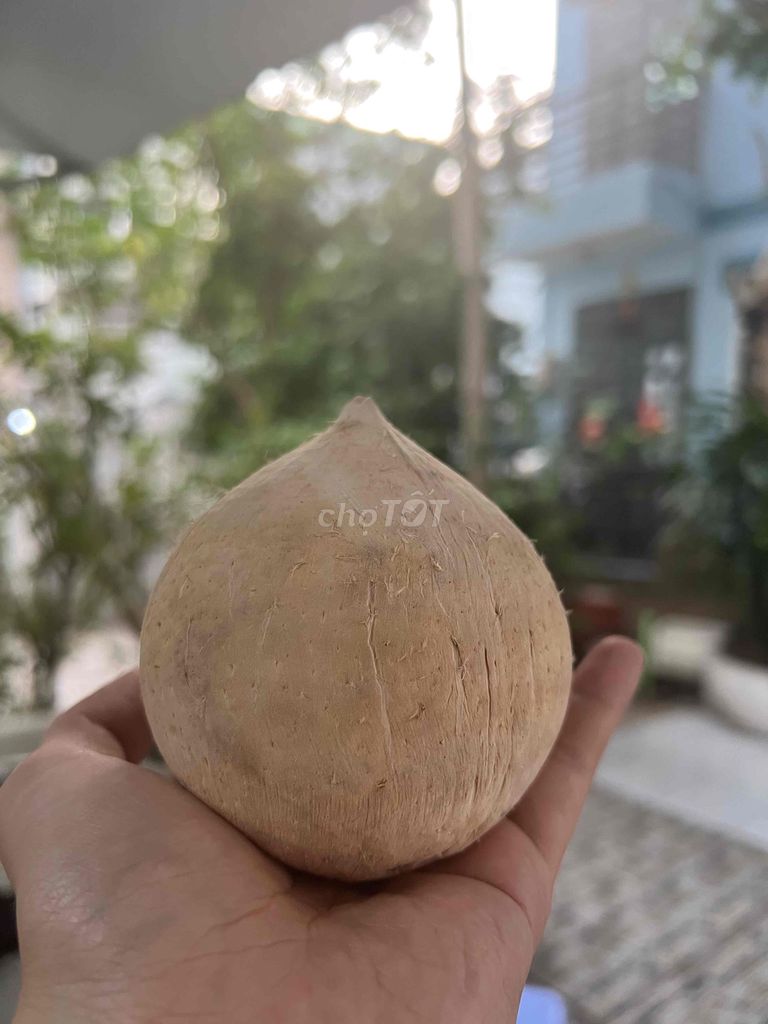 Dừa xiêm trọc mini 30 trái. Mua bán Đồ ăn, thực phẩm và các loại khác tại Quận 7 Tp Hồ Chí Minh được đăng bởi Nguyễn Kim Long hình 1