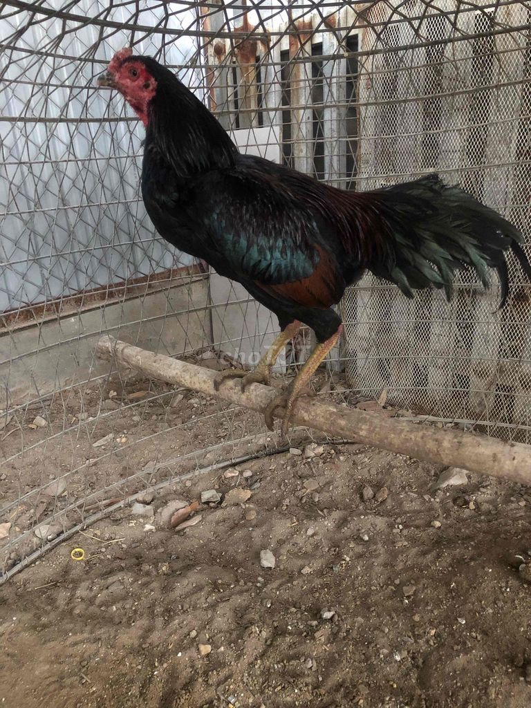 tía chân xanh HAY. Mua bán Gà tại Huyện Gia Lâm Hà Nội được đăng bởi Tuấn Ssang hình 1