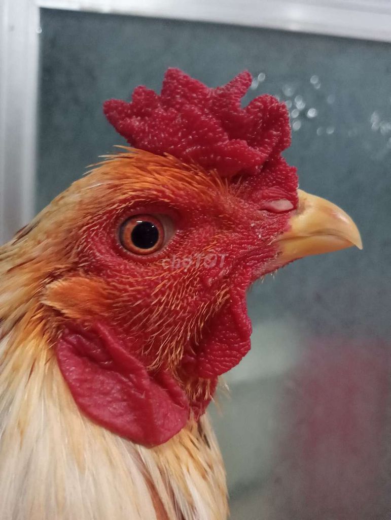 Gà 2kg650 tay tốt lông mới. Mua bán Gà tại Huyện Châu Thành Long An được đăng bởi Long Farm hình 1