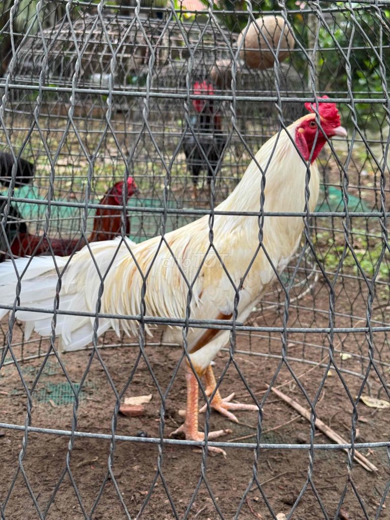 bướm 2kg8. Mua bán Gà tại Huyện Mỏ Cày Bắc Bến Tre được đăng bởi giang nguyen hình 1