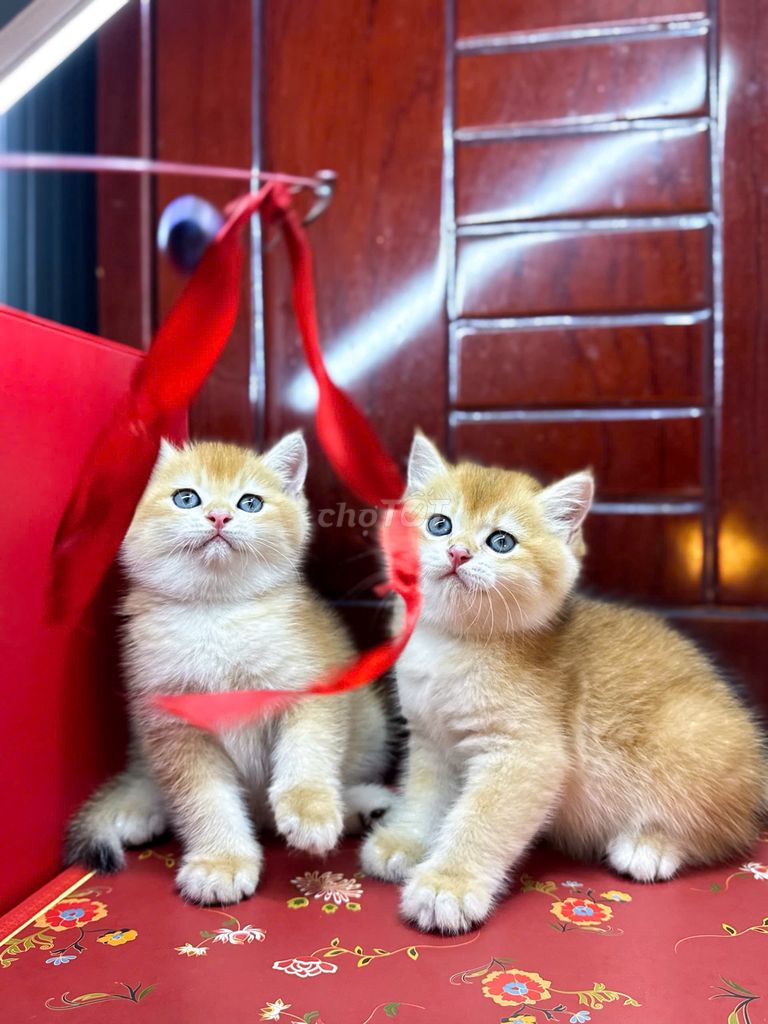 mèo Bố golden red nhập nga - mẹ munchkin thuần. Mua bán Mèo tại Huyện Hóc Môn Tp Hồ Chí Minh được đăng bởi Tùng Nguyễn hình 2