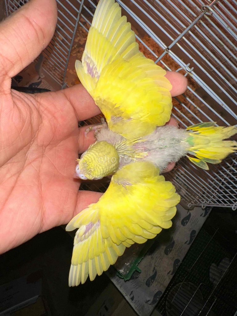 YẾN PHỤNG HÀ LAN BANY. Mua bán Chim tại Huyện Trần Đề Sóc Trăng được đăng bởi Khang hình 1