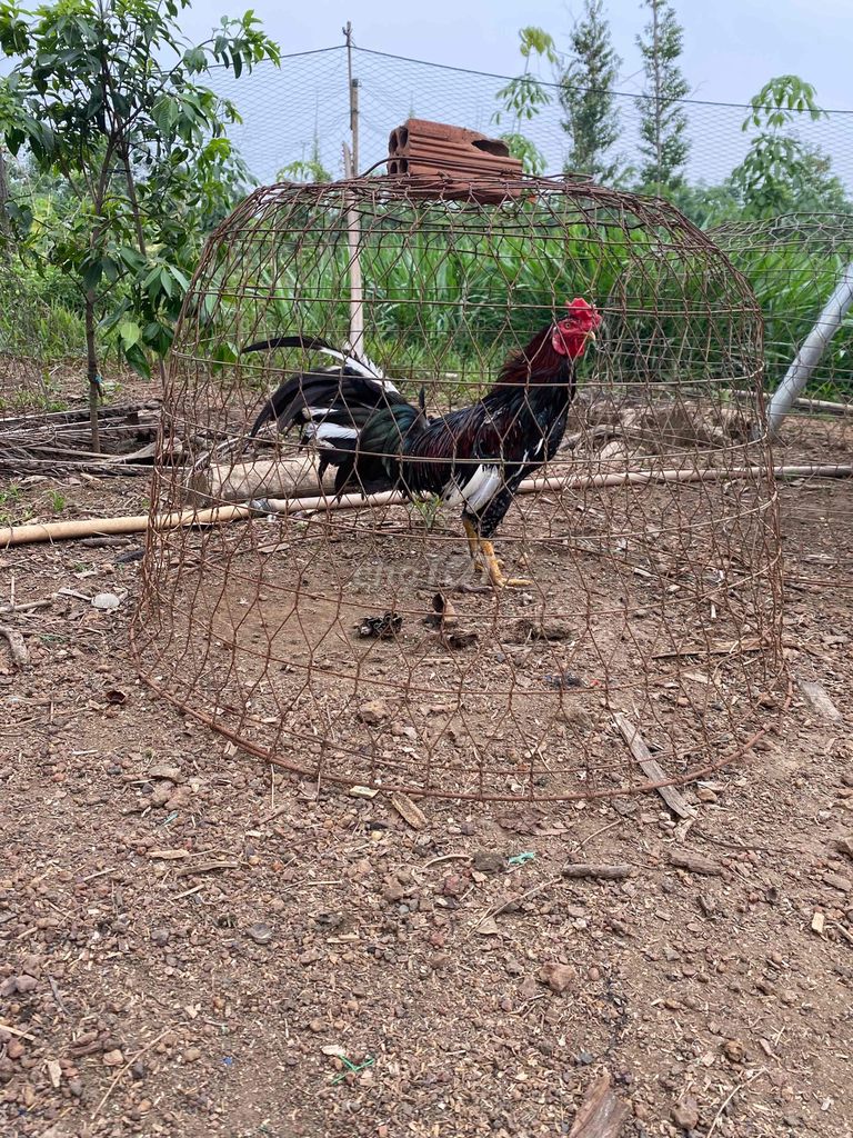 Gà Bông chuối trống nhiều màu. Mua bán Gà tại Thị xã Bình Long Bình Phước được đăng bởi tèo hình 1