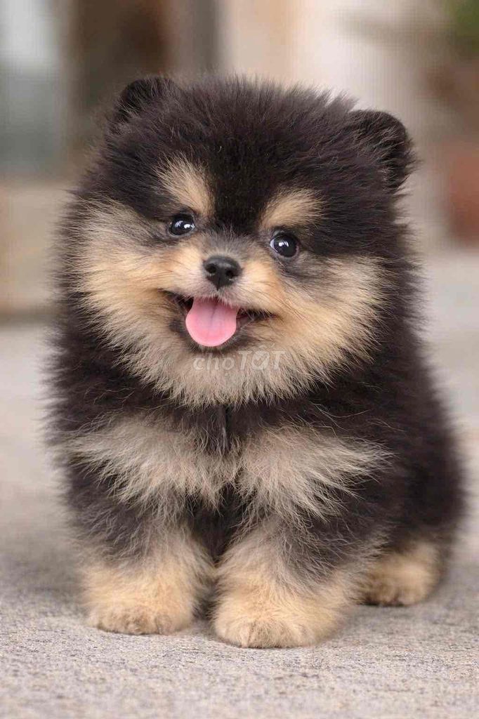 Chó Pomeranian nhỏ. Mua bán Chó tại Huyện Bình Chánh Tp Hồ Chí Minh được đăng bởi mini pet house sài gòn hình 1
