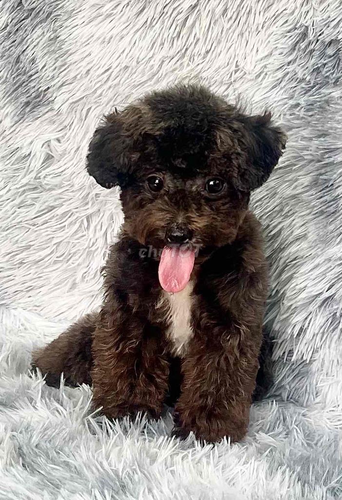 Poodle Đực xám đen