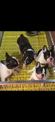 Chó Bull Pháp đen trắng