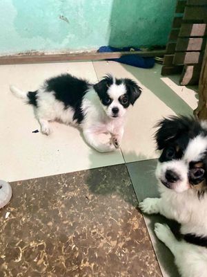 Chó Nhật đen trắng. Mua bán Chó tại Thành phố Tây Ninh Tây Ninh được đăng bởi Ngân Hồng