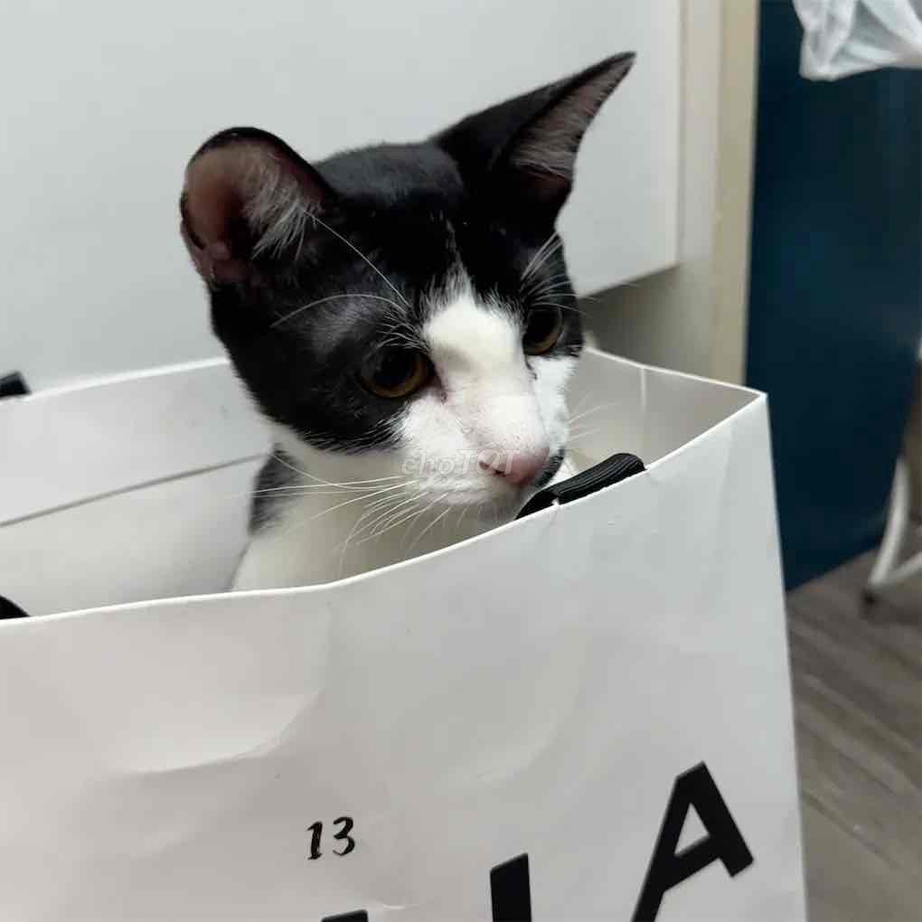 [Góc TẶNG - KHÔNG bán] Tìm sen yêu thương 2 bé. Mua bán Mèo tại Quận 3 Tp Hồ Chí Minh được đăng bởi Ngô Thị Phước Bình hình 1