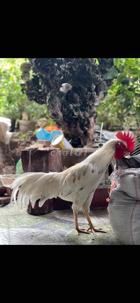 Gà chọi Trắng 2.4kg. Mua bán Gà tại Quận Bình Thuỷ Cần Thơ được đăng bởi Bắp Rang Bơ Cần Thơ hình 1