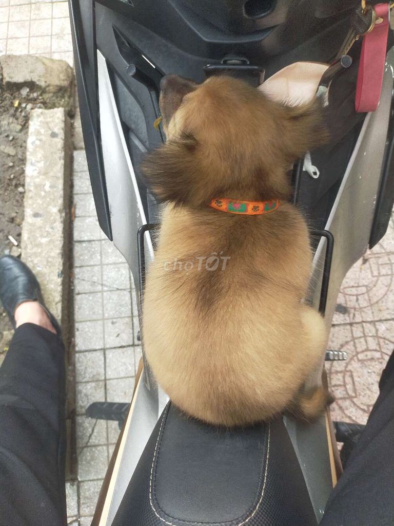 Chó 🐕 phốc sóc lai,C PQ, khôn ngoan nhanh nhẹn. Mua bán Chó tại Thành phố Biên Hòa Đồng Nai được đăng bởi Tu Nguyen hình 3