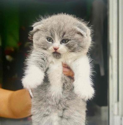 của nhà trồng. Mua bán Mèo tại Quận Sơn Trà Đà Nẵng được đăng bởi Thành