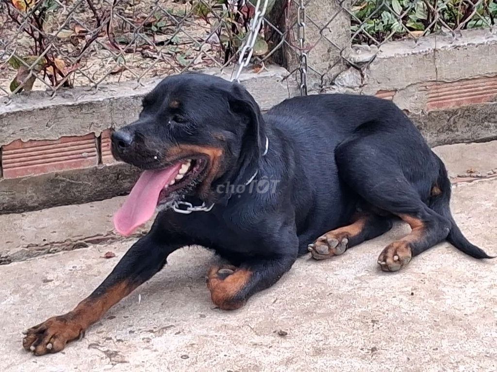 Chó Rottweiler cái đã sinh sản 1 lần. Mua bán Chó tại Quận Cái Răng Cần Thơ được đăng bởi Nhân Rottweiler  hình 1