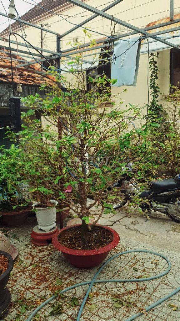 chậu mai tàng to tròn đẹp h25cm thanh lý 1.5tr. Mua bán Cây cảnh, đồ trang trí tại Thành phố Thủ Đức Tp Hồ Chí Minh được đăng bởi vinh gaden hình 1