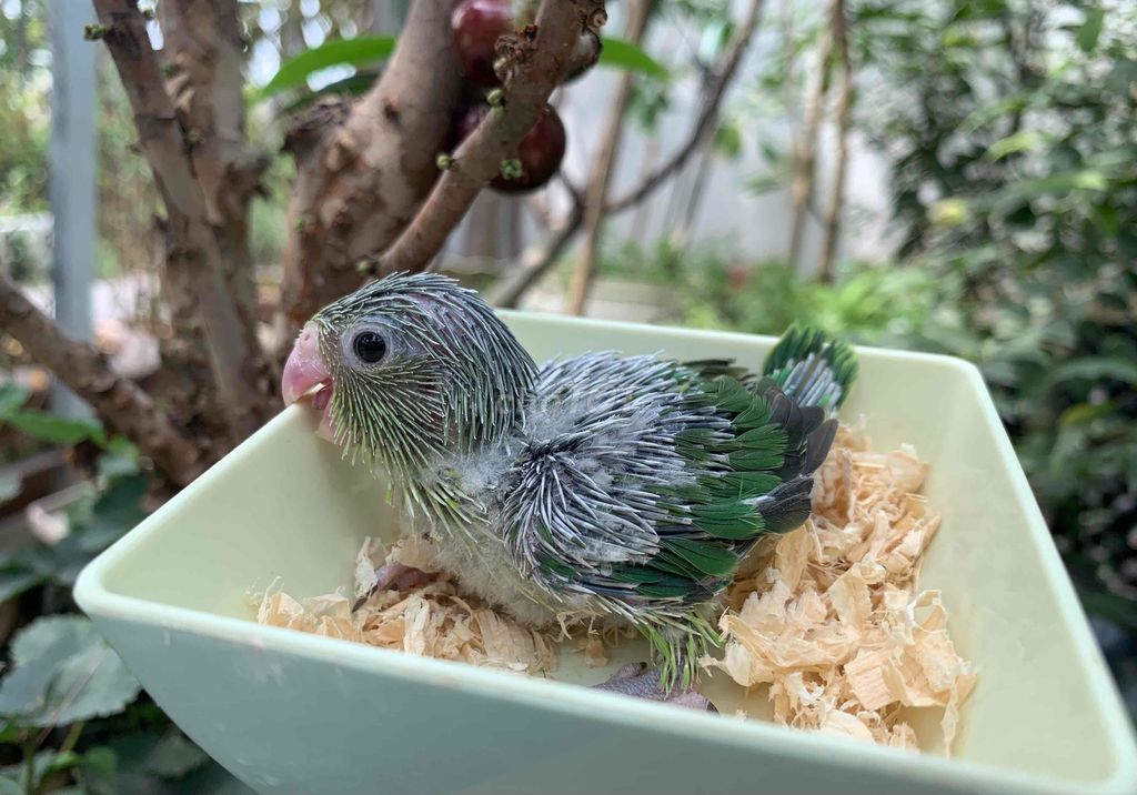 Vẹt Parrotlet non đút bột