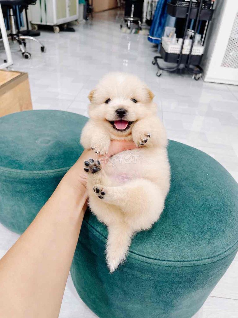Chó Phốc Nhật. Mua bán Chó tại Thành phố Vĩnh Long Vĩnh Long được đăng bởi Bình hình 1