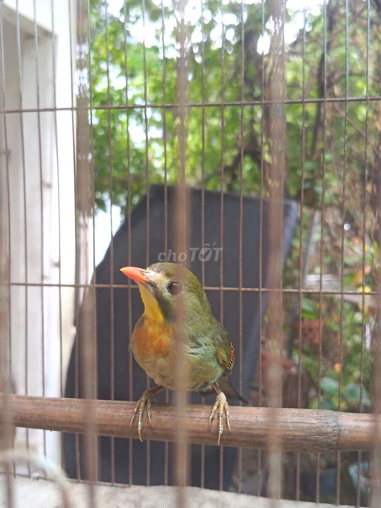 Chim cảnh thuần quế... Lâmm. Mua bán Chim tại Thành phố Thủ Dầu Một Bình Dương được đăng bởi Diệp Chí Thành hình 1