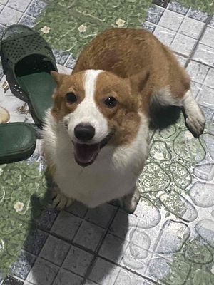 tìm nhà mới bé corgi siêu xinh 9 tháng tuổi. Mua bán Chó tại Huyện Long Hồ Vĩnh Long được đăng bởi Phan Nguyễn Trường Duy