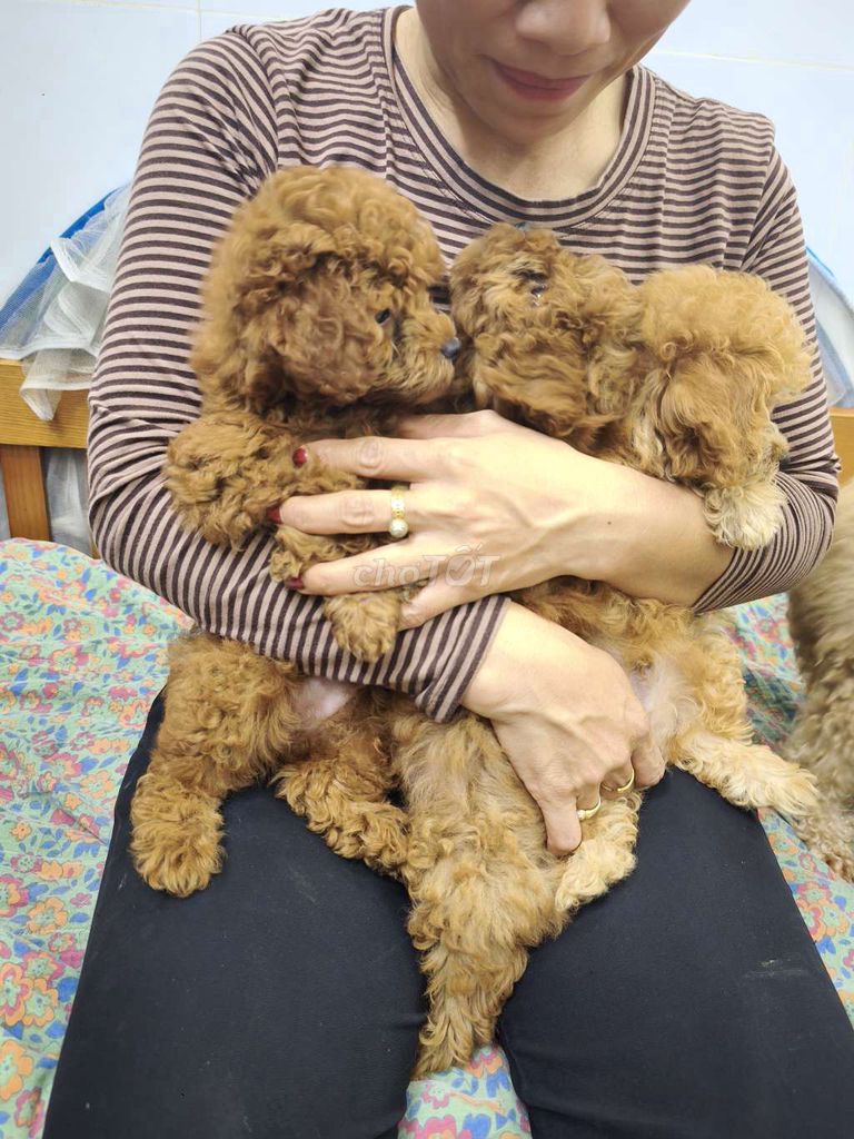 Chó Poodle con non Nâu đỏ. Mua bán Chó tại Huyện Trảng Bom Đồng Nai được đăng bởi Nguyễn Khắc Hải hình 1