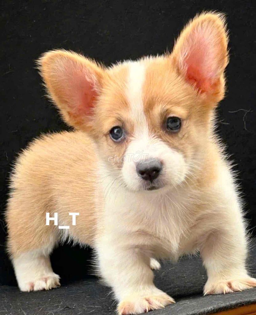 corgi mông to