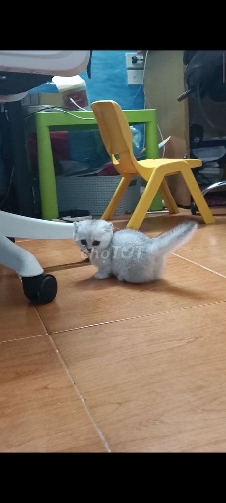 Scottish Fold Munchkin_ns11: female/2 months