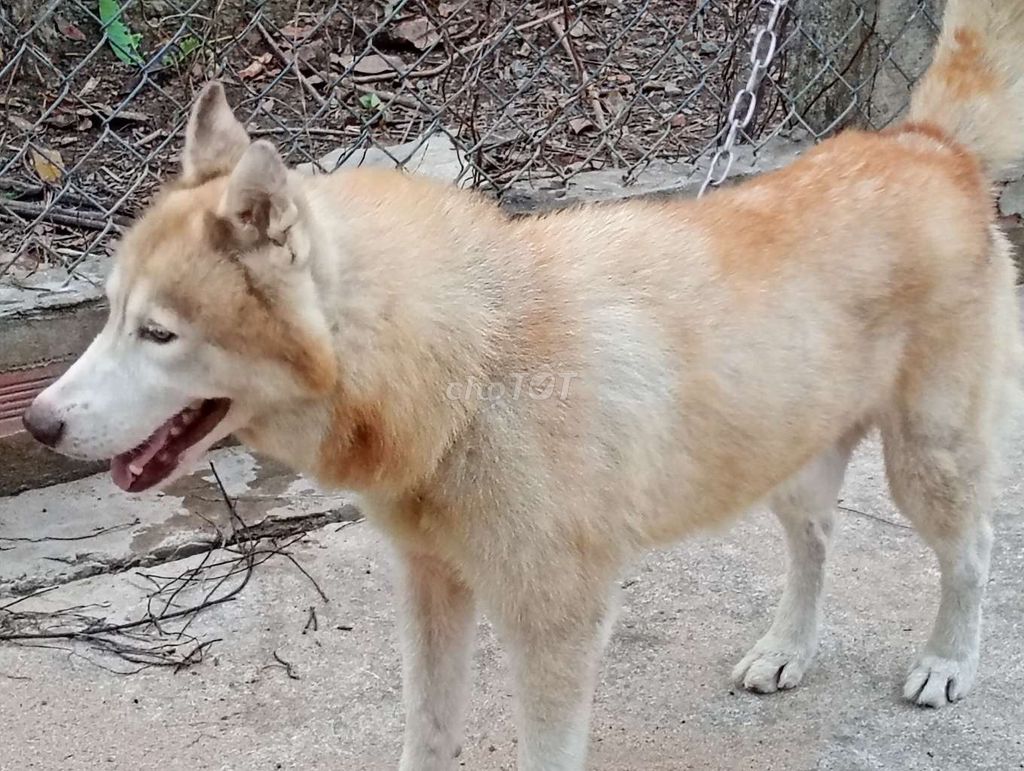 Chó Husky Đực Trưởng thành Vàng trắng. Mua bán Chó tại Thành phố Mỹ Tho Tiền Giang được đăng bởi Nhân Rottweiler  hình 1