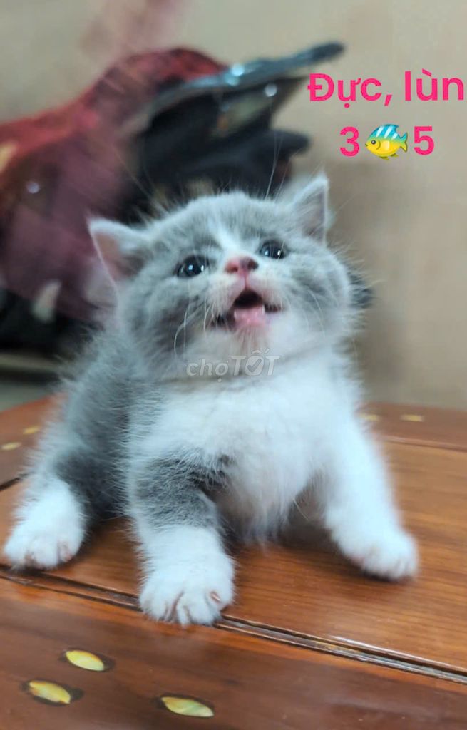 Mèo anh lông ngắn ALN bicolor lùn cụp gần 2 tháng. Mua bán Mèo tại Quận 12 Tp Hồ Chí Minh được đăng bởi Gia Cát Khổng Minh hình 1