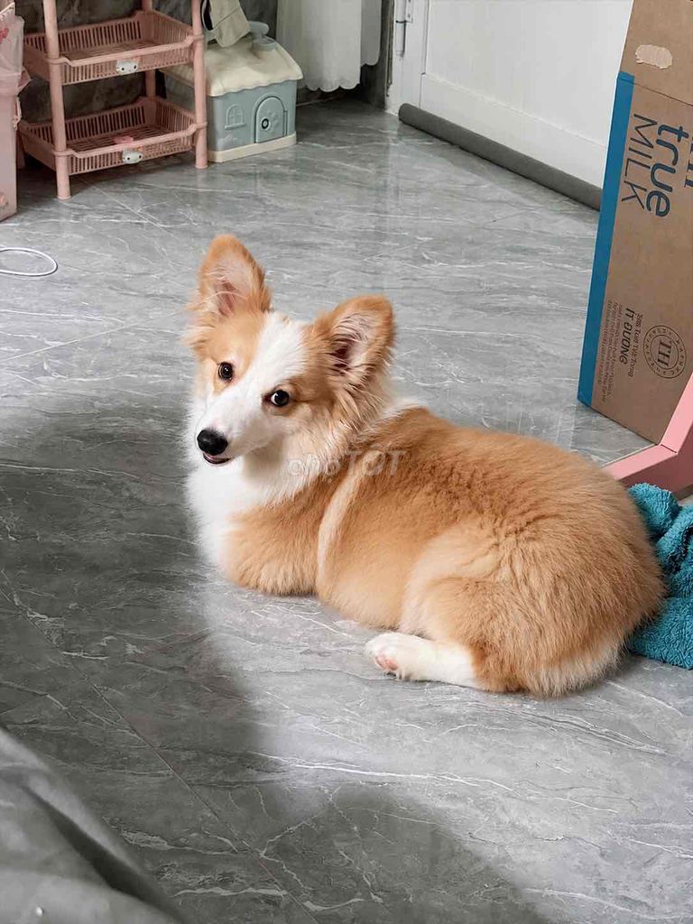 Chó Corgi cái 7 tháng Vàng trắng đã tiêm. Mua bán Chó tại Quận 1 Tp Hồ Chí Minh được đăng bởi Thảo hình 1