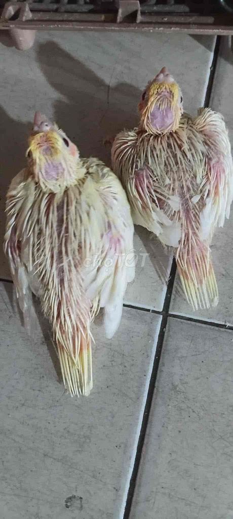 Vẹt Cockatiel Lutino non thông minh. Mua bán Chim tại Quận Bình Tân Tp Hồ Chí Minh được đăng bởi Minh Thiện hình 1