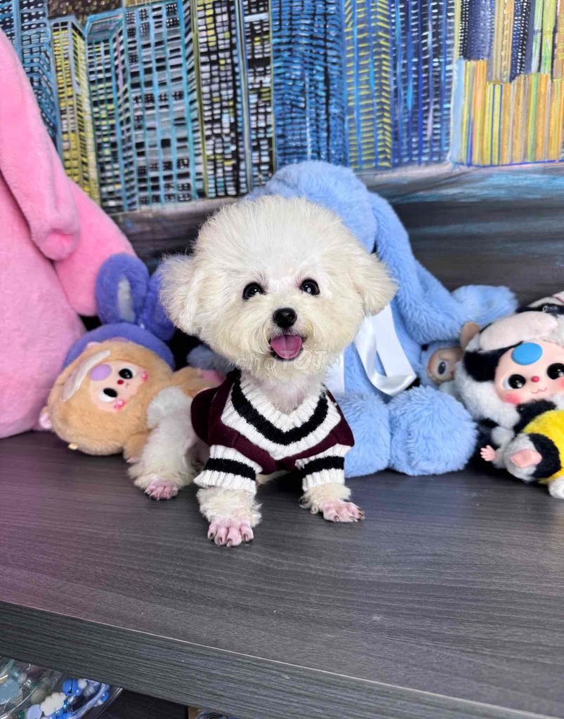 Poodle đáng iuuuuu. Mua bán Chó tại Quận Bình Thạnh Tp Hồ Chí Minh được đăng bởi Phạm Tiến hình 1