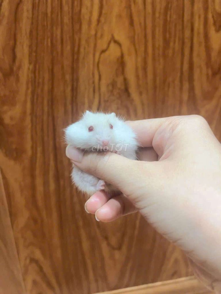 Chuột Hamster baby ăn khỏe, dễ nuôi.