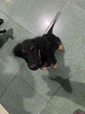 Chó Golden lai Becgie Cái 5kg Đen vàng