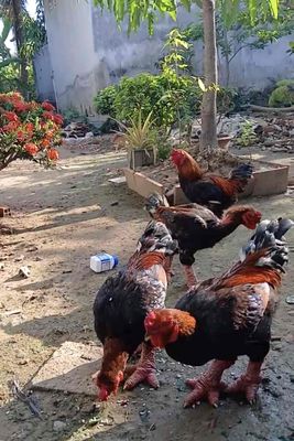 dư vài con trống đông tảo, đẹp. Mua bán Gà tại Quận 11 Tp Hồ Chí Minh được đăng bởi Nguyện