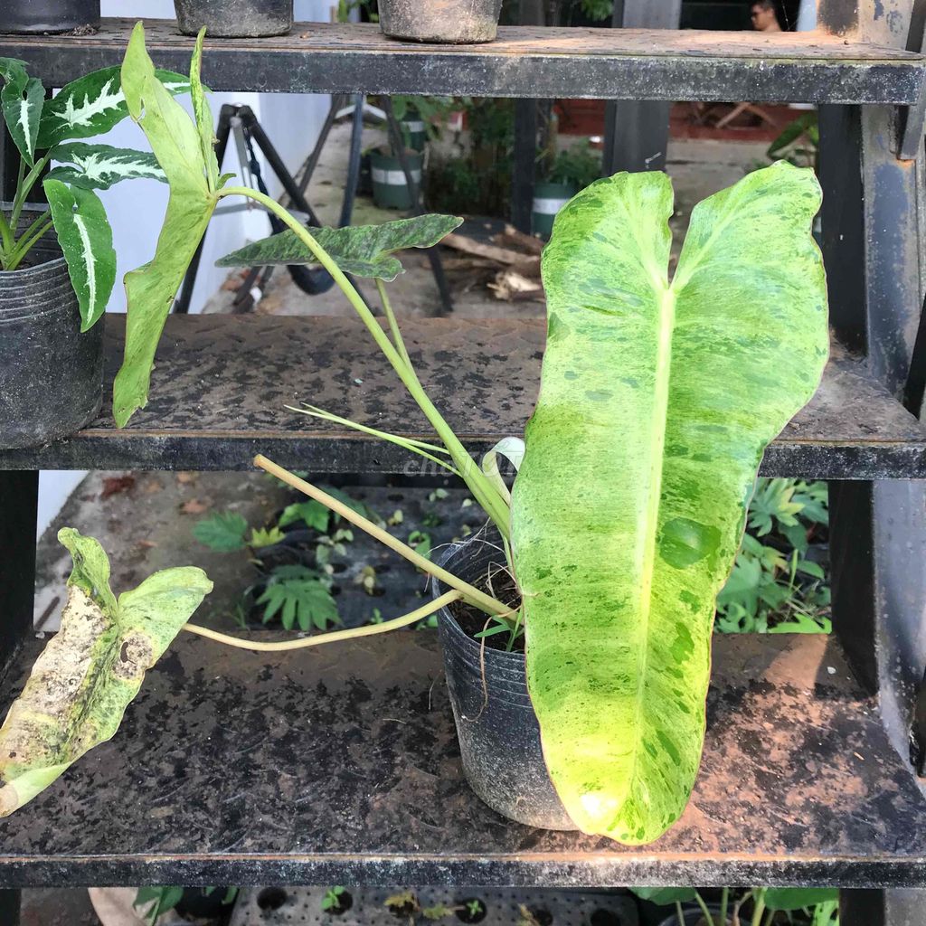 Cây kiểng lá các loại. Mua bán Cây cảnh, đồ trang trí tại Huyện Châu Đức Bà Rịa - Vũng Tàu được đăng bởi Thắng hình 1