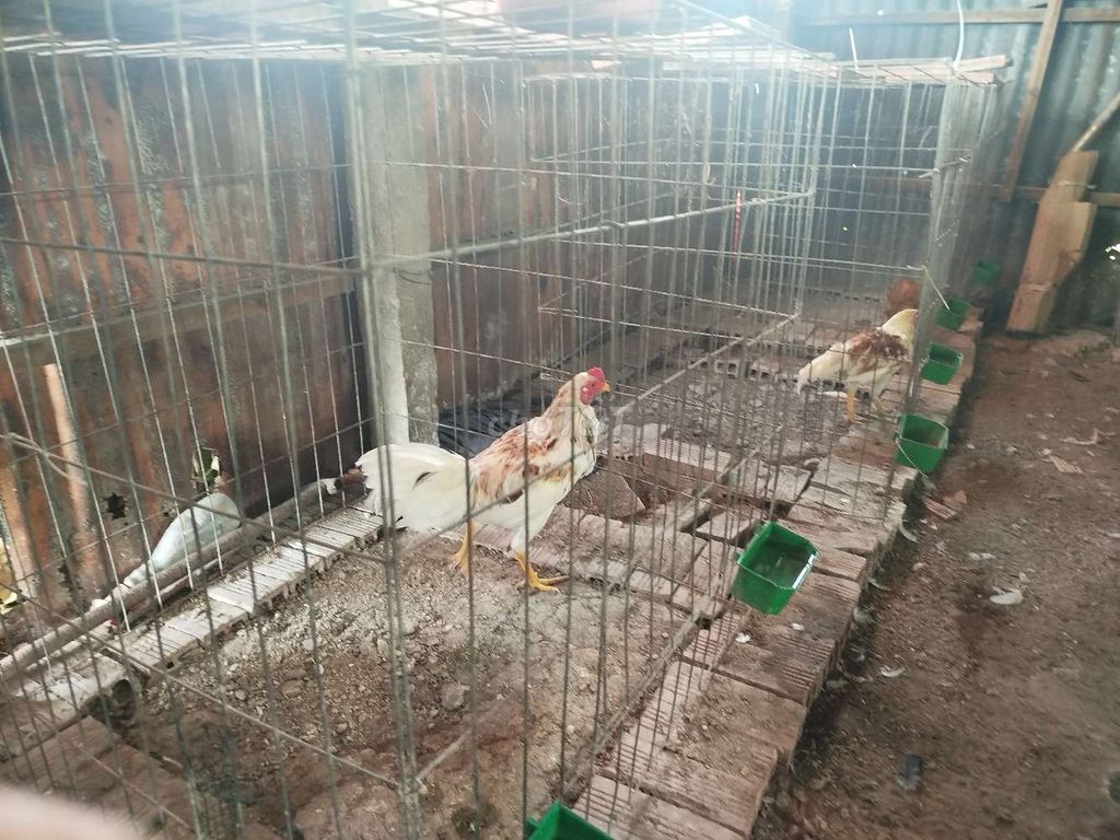 Ae cần gà tre asill mỹ ib. Mua bán Gà tại Huyện Chợ Mới An Giang được đăng bởi tre asil mỹ mini hình 2